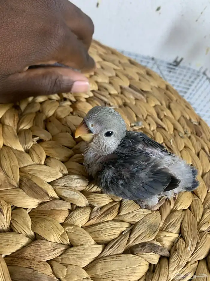 4 فروخ روز ( تم البيع ) 2