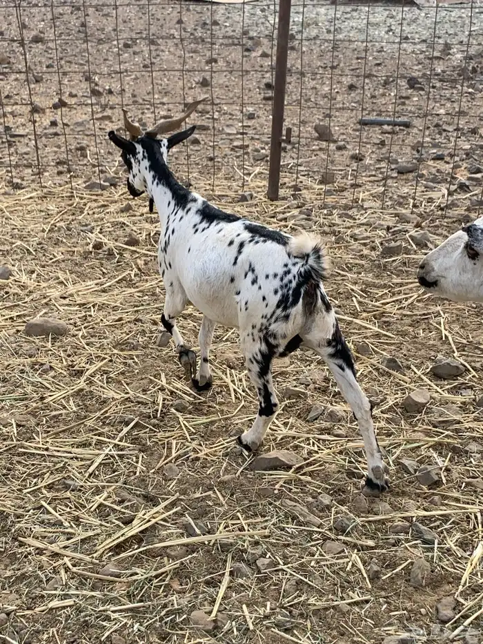 ذبايح ماعز شحم 1