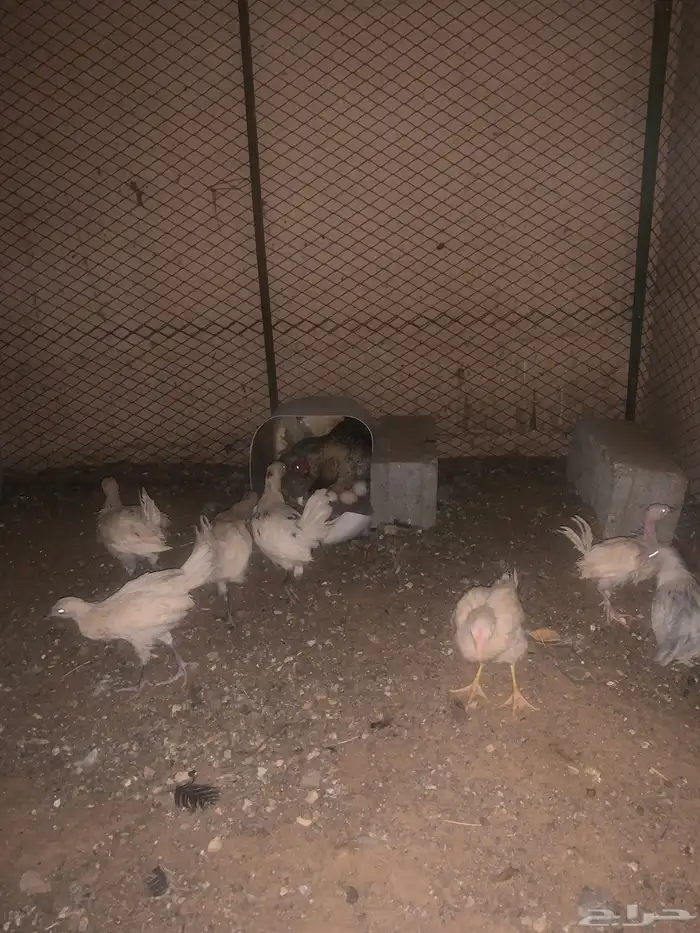 دجاجة معه 7 فروخ 3