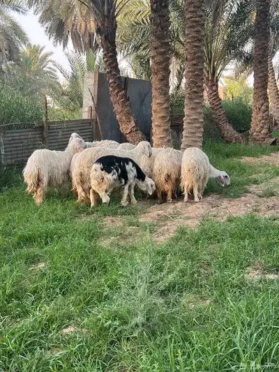 غنم نجد 4