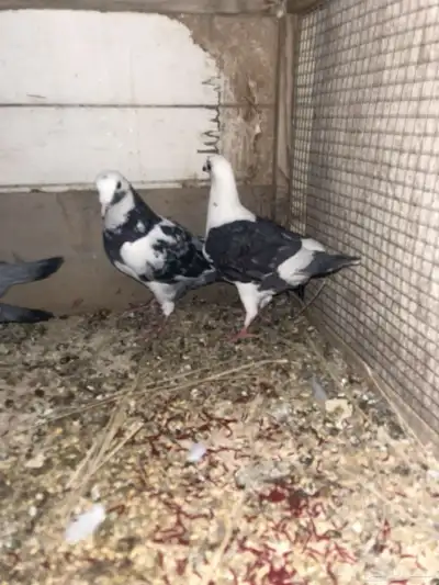 حمام زاجل ما شاء الله 1