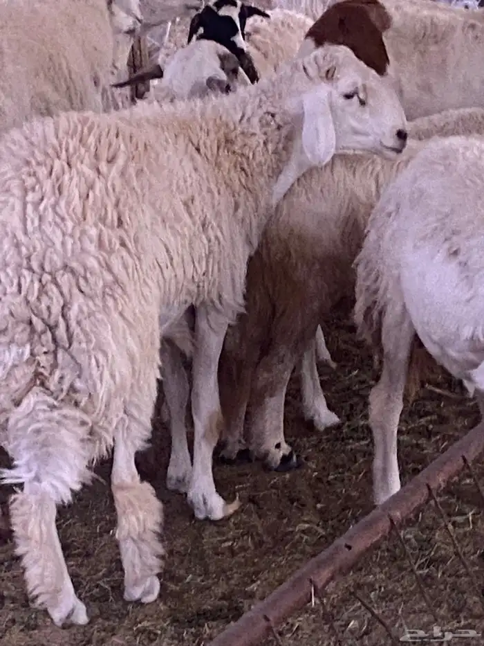 سواكنيه معها 2  فحل وجذع مشروط 6