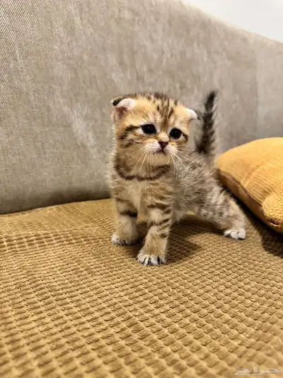 قطط كيتن سكوتش ستريت وفولد للبيع 11