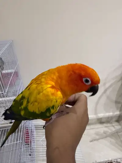بغباء صن كنيور 0
