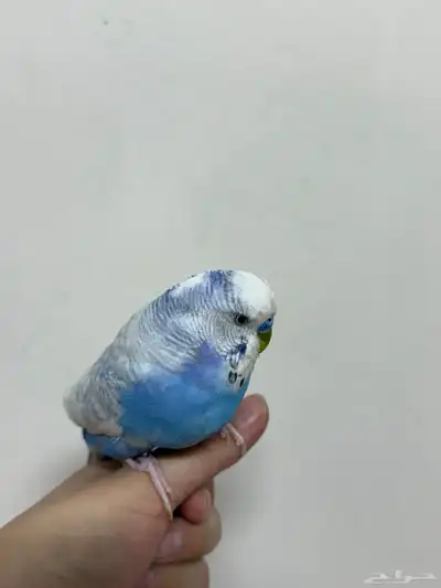 طيور البادجي زوجين منتج هولندي 3
