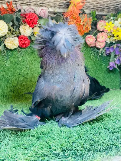 للبيع طبه بخاره اسود 0