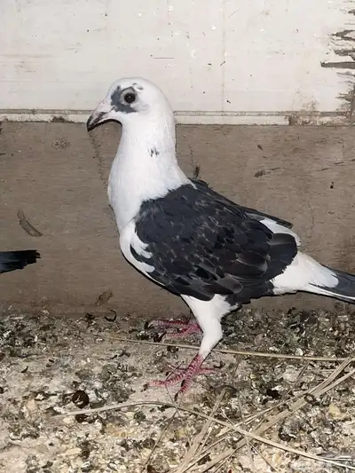 حمام زاجل ما شاء الله 3
