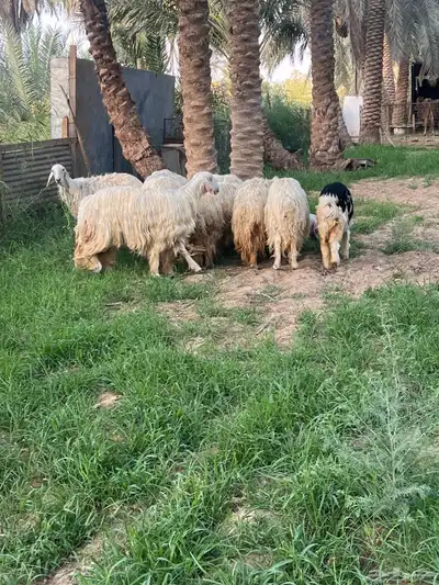 غنم نجد 2