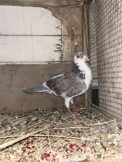 حمام زاجل ما شاء الله 2