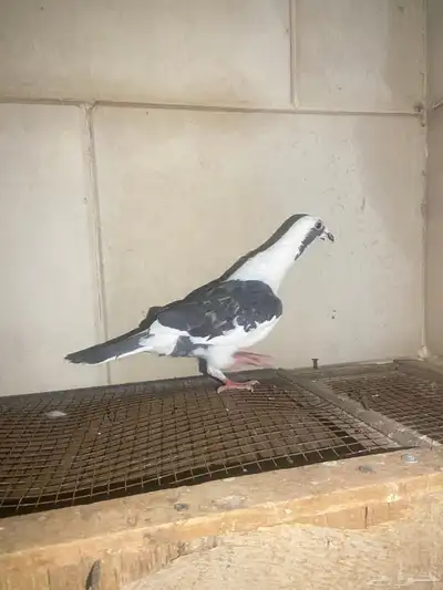 حمام زاجل 2