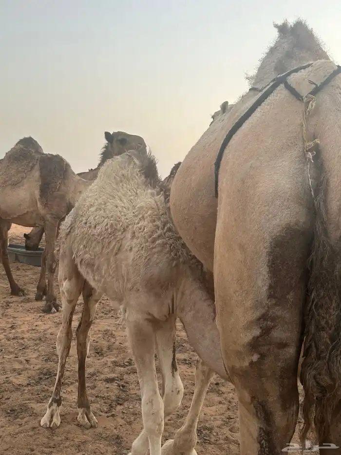 قعود قصب على حليب امه 3