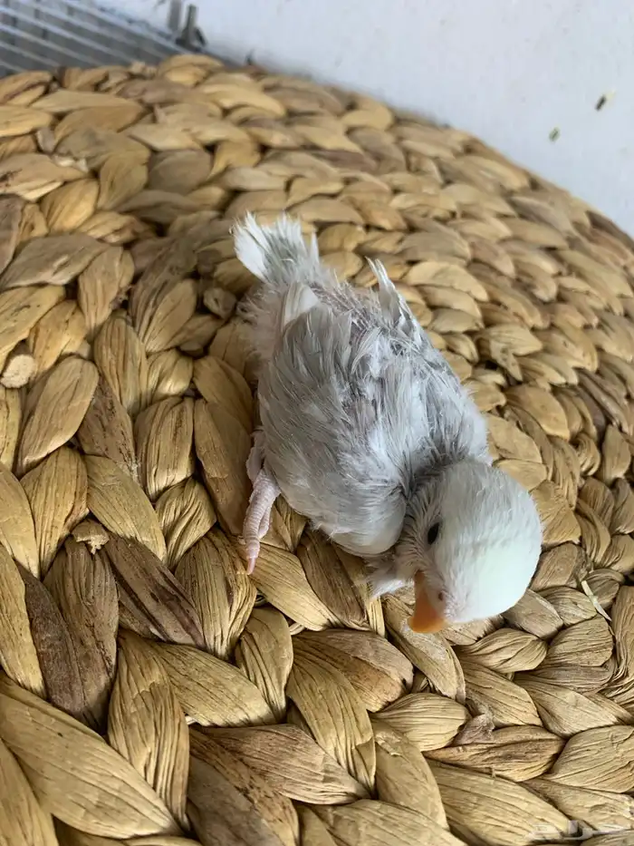 4 فروخ روز ( تم البيع ) 0