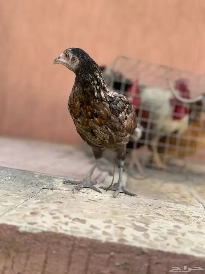 دجاج بلدي 14