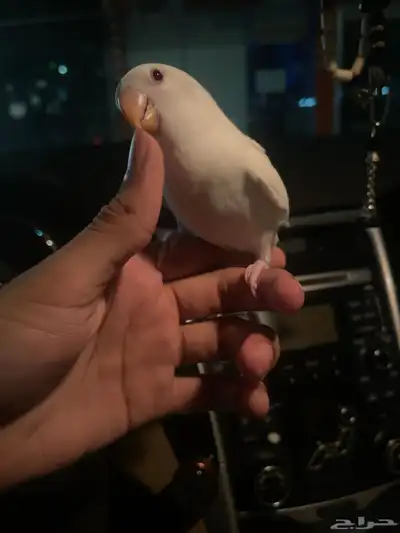 فرخ روز أليف هدد 3