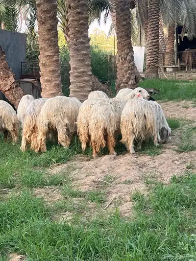 غنم نجد 3