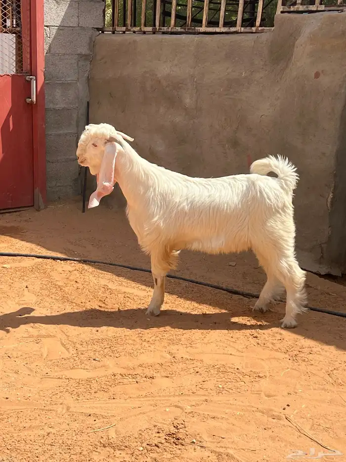 تيس ابيض صنف ابرص 1