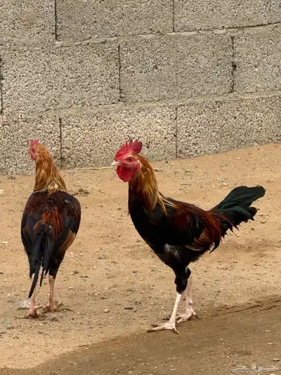 دجاج للبيع 3
