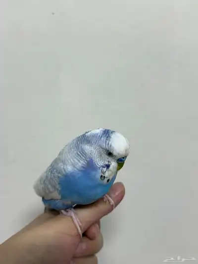 طيور البادجي زوجين منتج هولندي 2