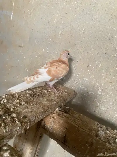 قماري هولندي 6