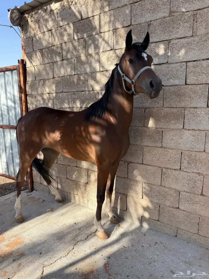 مهره 3