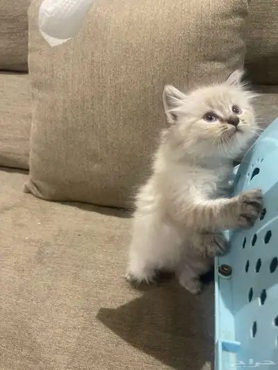 قطط للبيع هملايا وشيرازي العمر شهرين 4