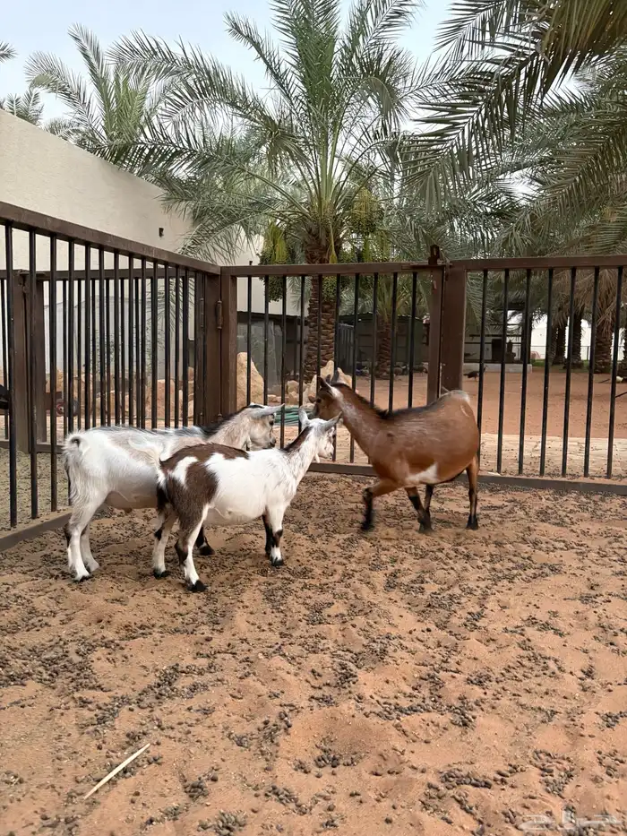 تيس و عنز 0