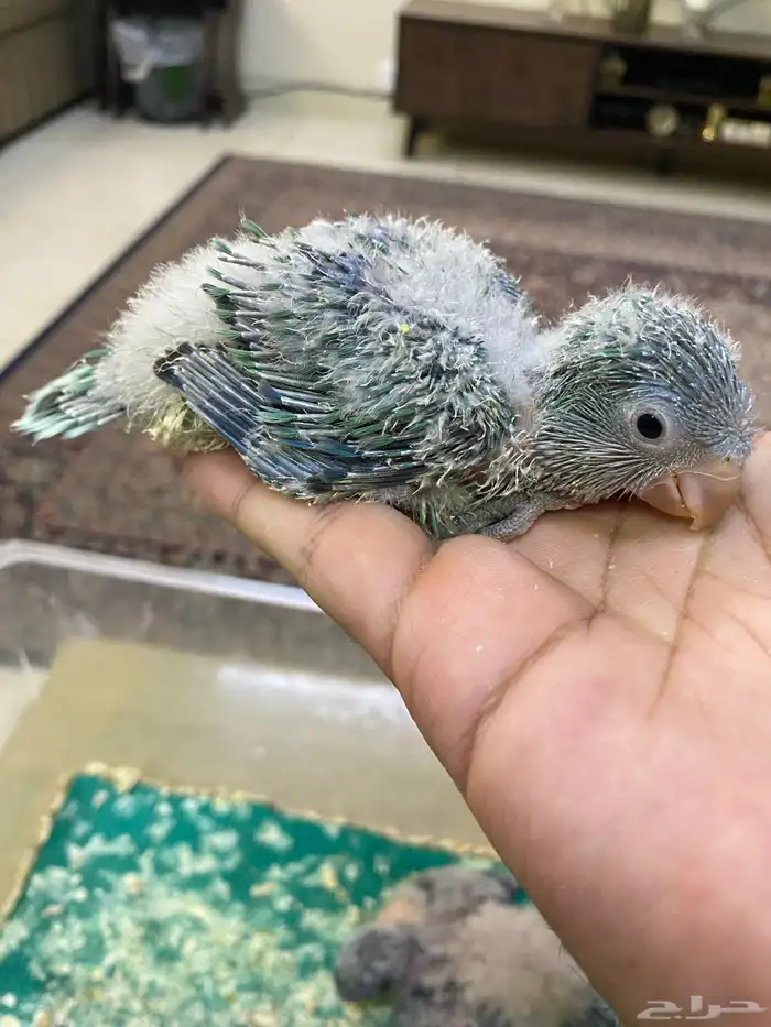 فروخ ببغاء كويكر ( تم البيع ) 1