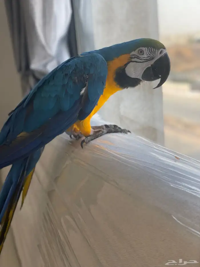 مكاو بلو اند قولد اليف ومتكلم ( تم البيع ) 1