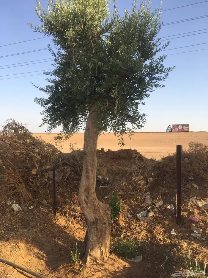 شجر زيتون ومعمر 2