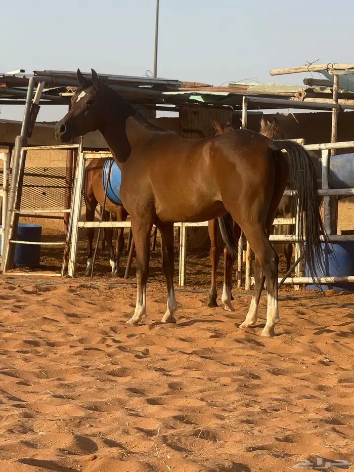 مهره 2