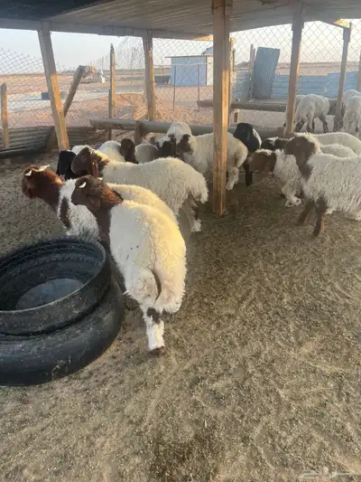 هرافي 3