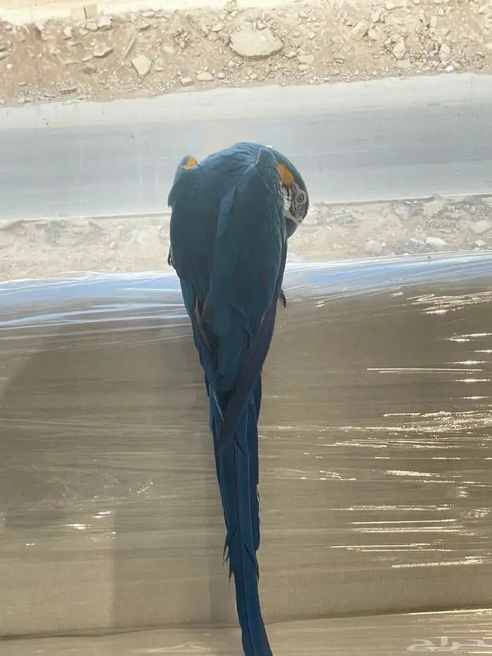 مكاو بلو اند قولد اليف ومتكلم ( تم البيع ) 9