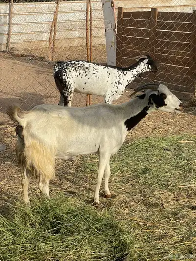 تم البيع 9
