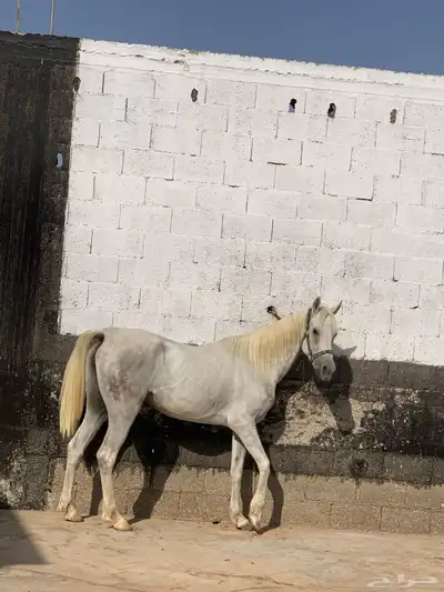 فرش شعبية شيخه للبيع 1