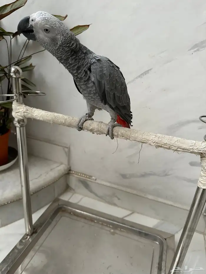 فرخ كاسكو دبل سوبر ( تم البيع ) 4