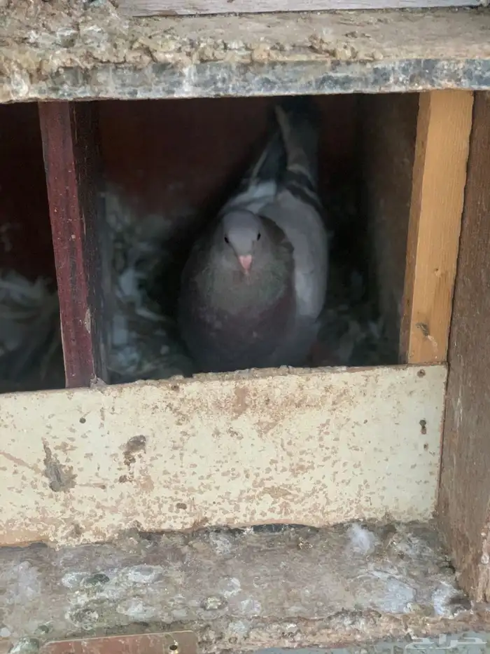 جوز فراشه معه فرخ جوز لاحم معه فرخين 2