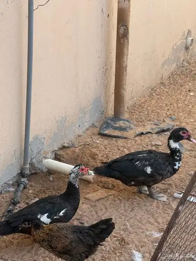 بط بح مصري 4
