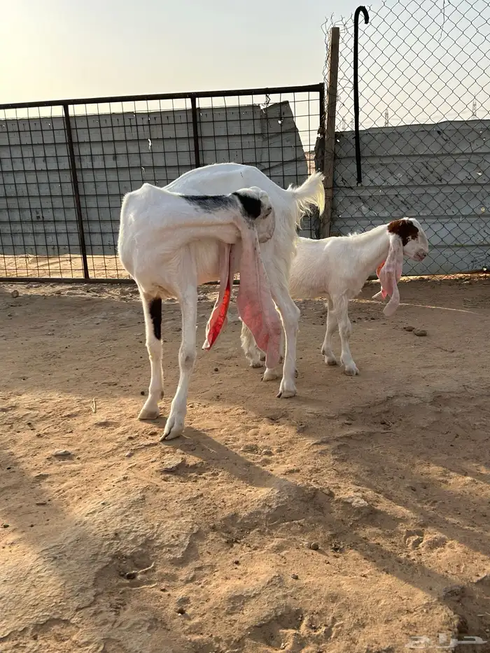 للبيع عنز هولنديه متبع 3