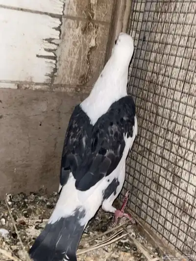 حمام زاجل ما شاء الله 4