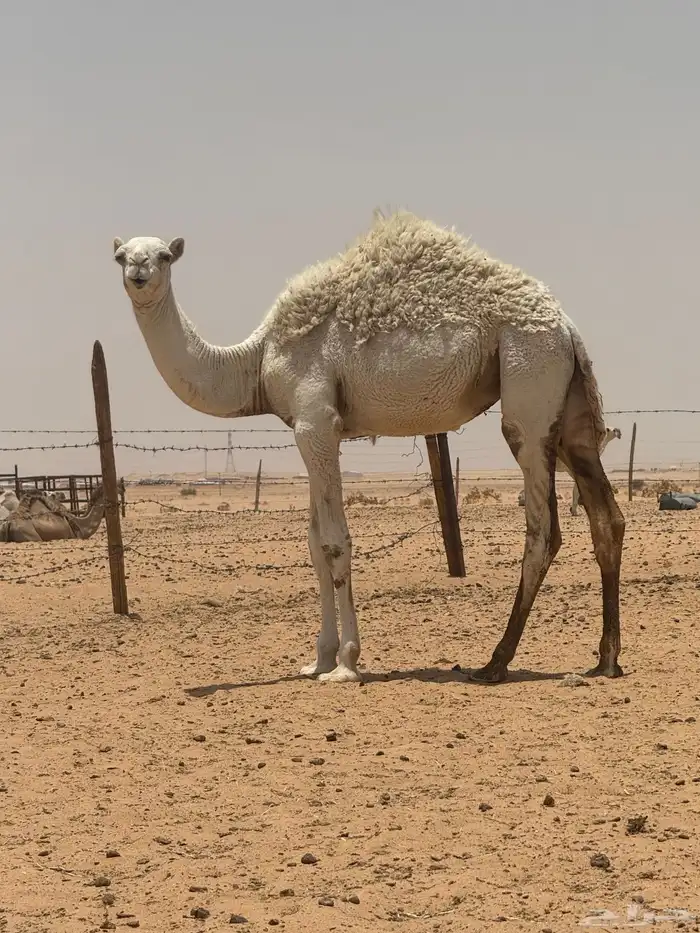 مفروده عمرها سنه وشهر السوم 4300 ريال يوم الجمعه 0