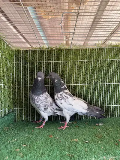 زوج فيروز بوري 5