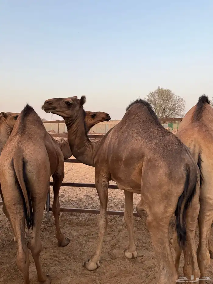 قعدان سودانيه 0