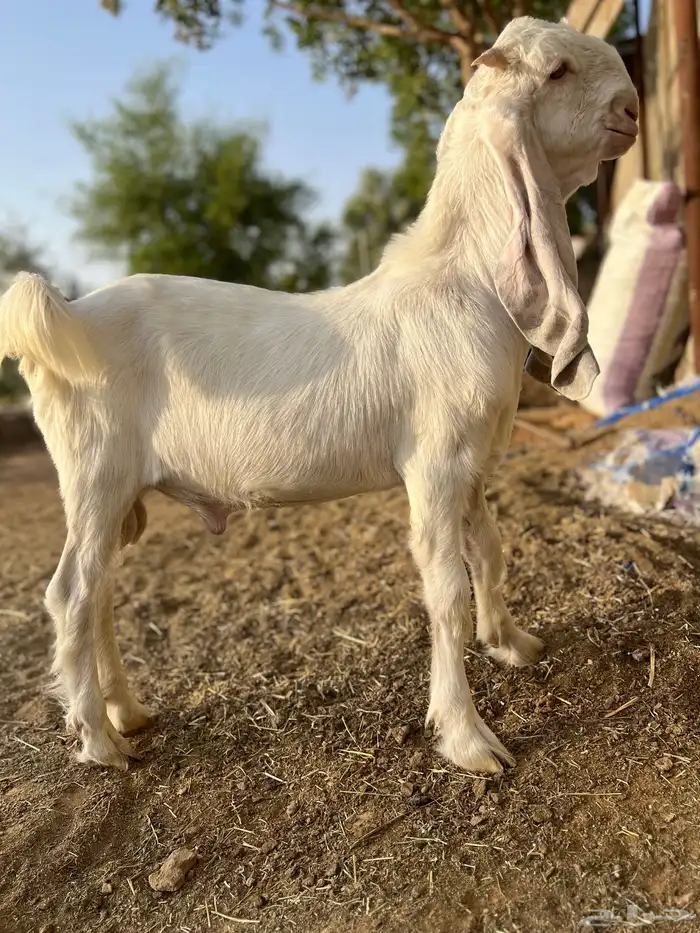 تيس مطور ابرص 1