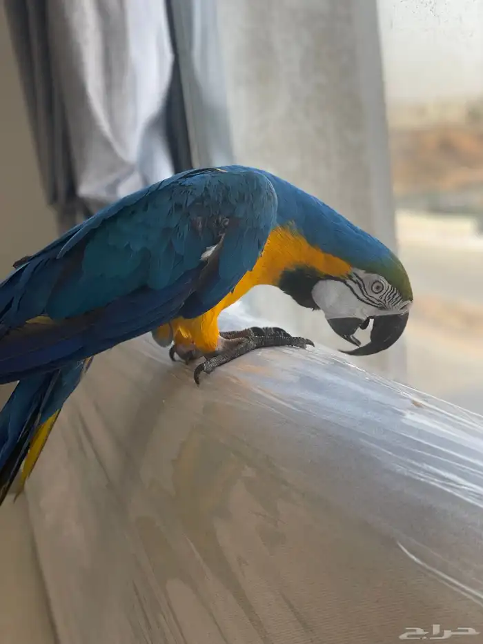 مكاو بلو اند قولد اليف ومتكلم ( تم البيع ) 10