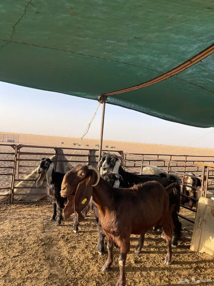 مواعز طيبه 0