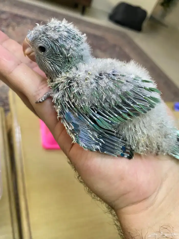 فروخ ببغاء كويكر ( تم البيع ) 5