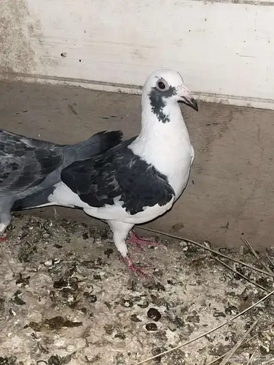 حمام زاجل ما شاء الله 5