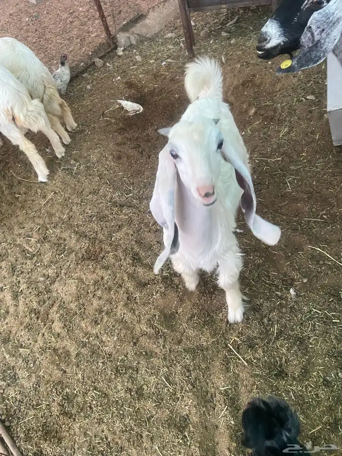 تيس عمر 4 شهور مغلق شحم 1