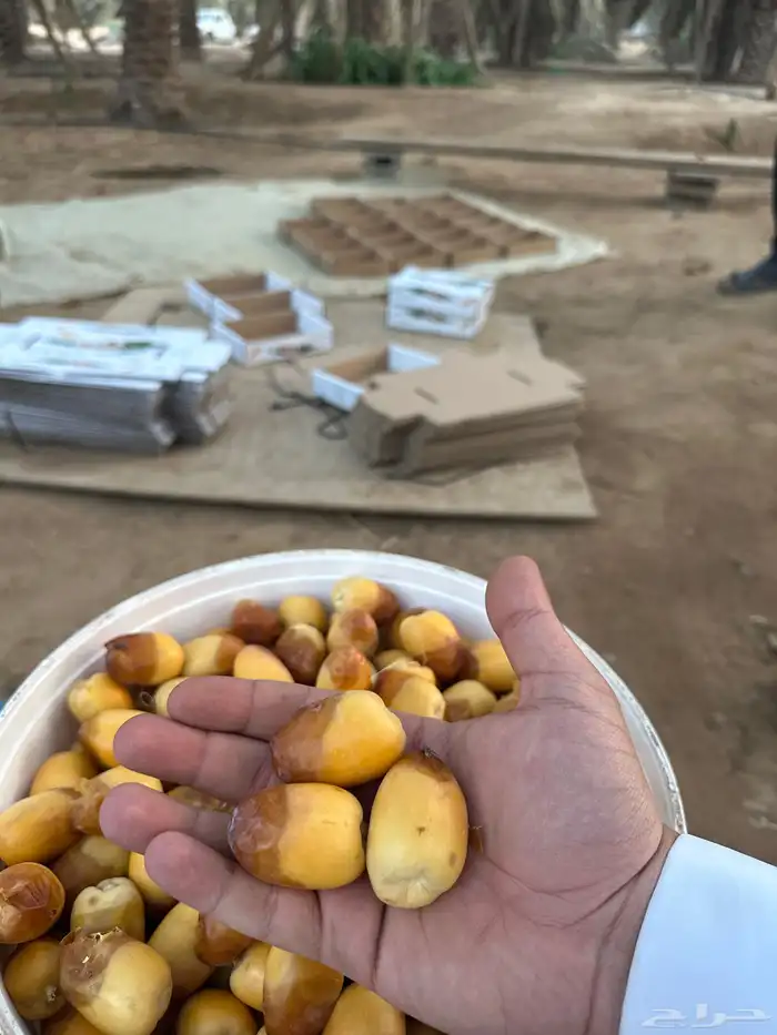 رطب سلطانه فاخر حبه كبير وخراف يومي وكميات كبيره 0