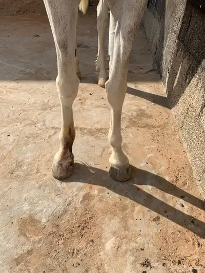 فرش شعبية شيخه للبيع 4